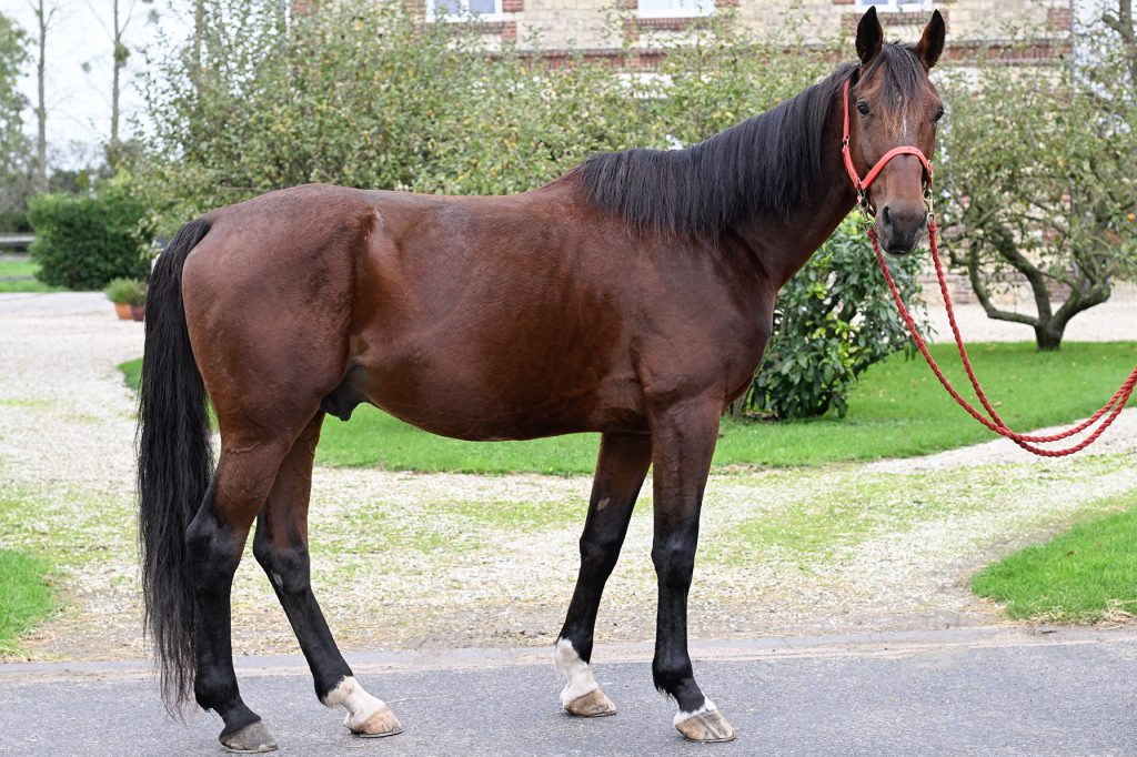 DERBY DU DOLLAR